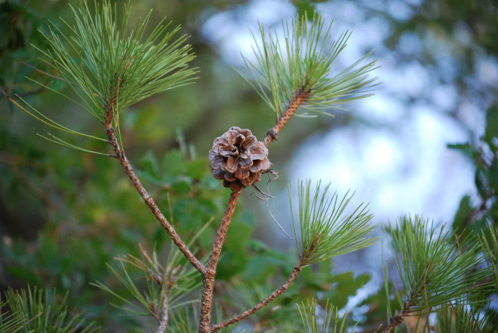 Pinus nigra subsp. salzmannii