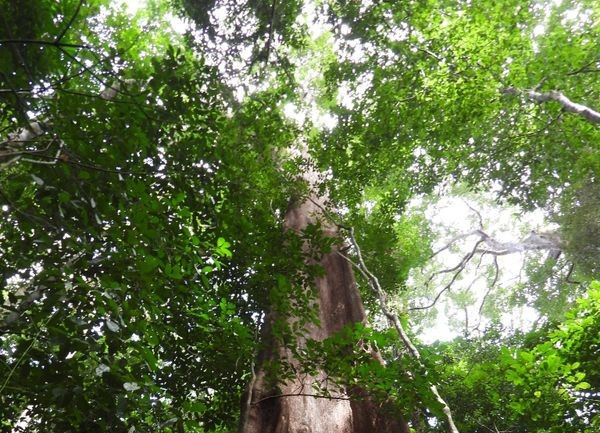 Huberodendron swietenioides