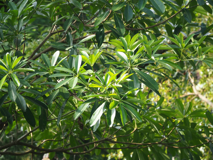 Alstonia scholaris