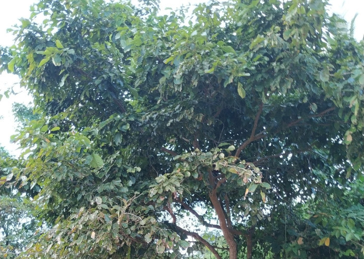 Pongamia pinnata