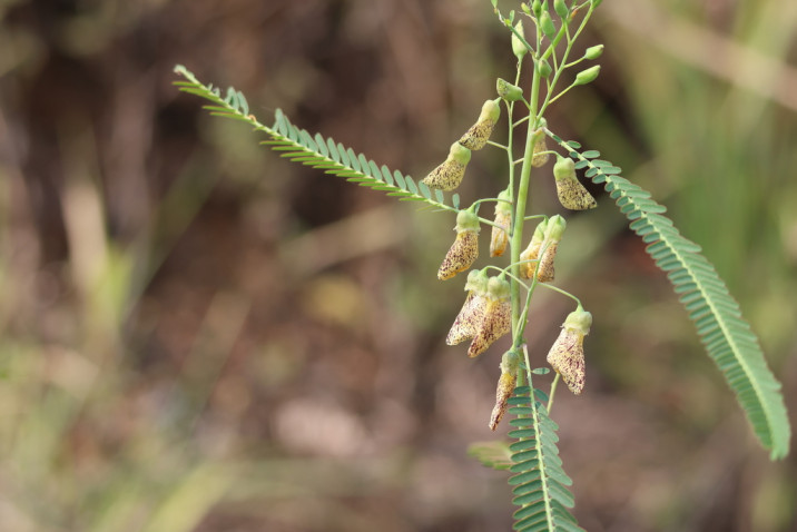 Sesbania macrantha