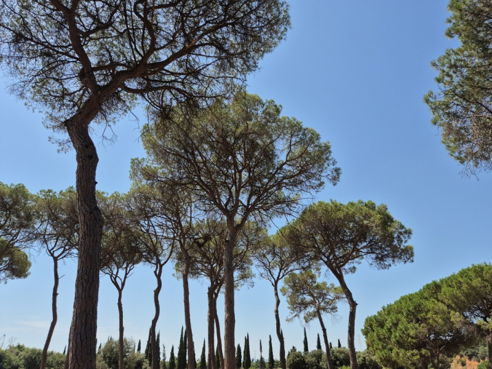 Pinus pinea
