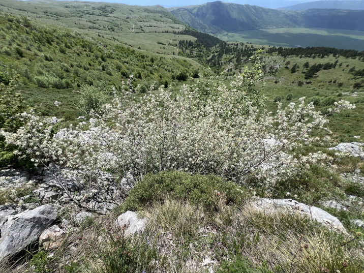 Amelanchier ovalis