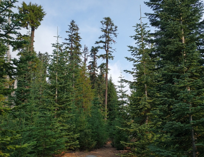 Abies procera