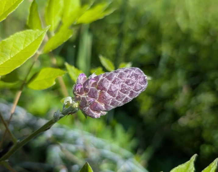 Wisteria frutescens