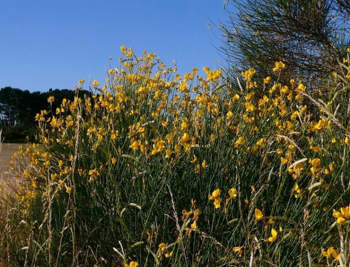 Spartium junceum