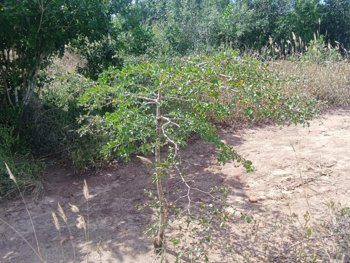 Terminalia spinosa