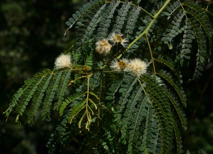 Albizia schimperiana