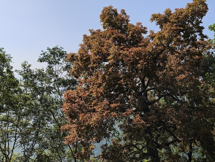 Terminalia bellirica