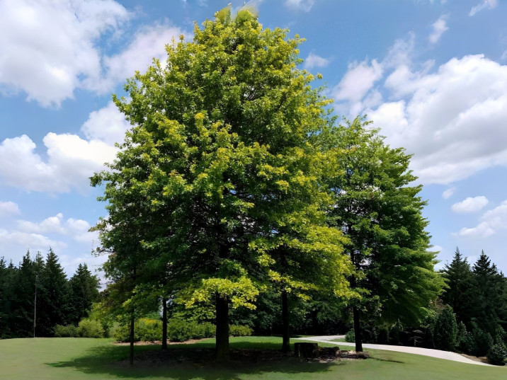 Quercus palustris