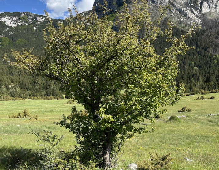 Malus sylvestris