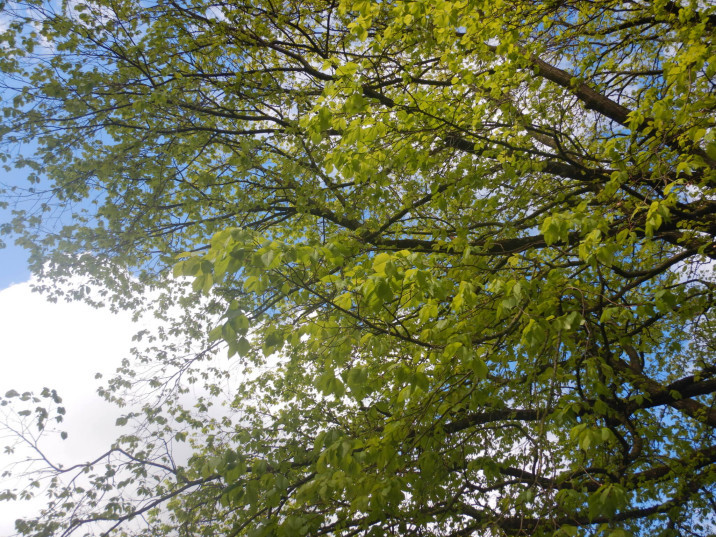 Ulmus glabra