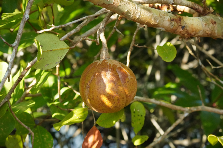 Xylocarpus granatum