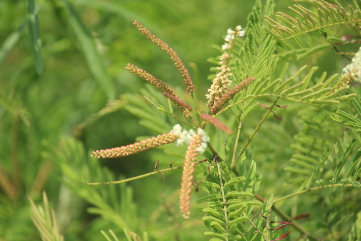 Acacia catechu