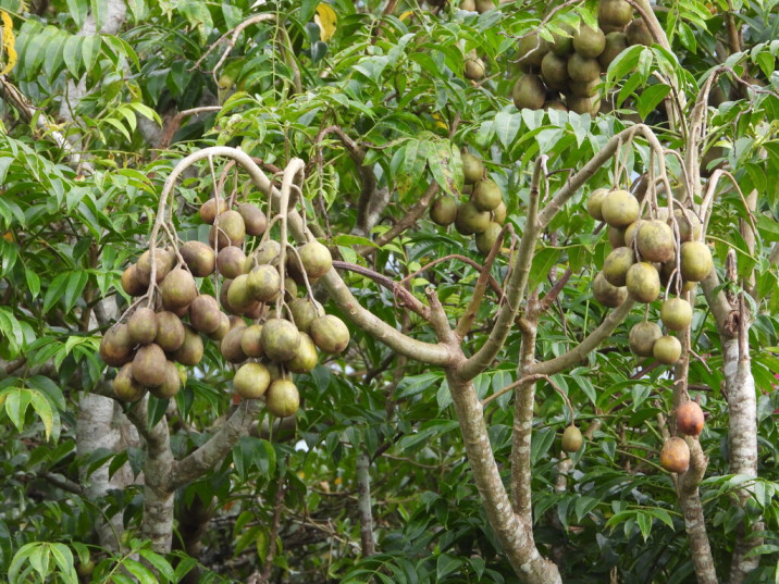 Chukrasia velutina