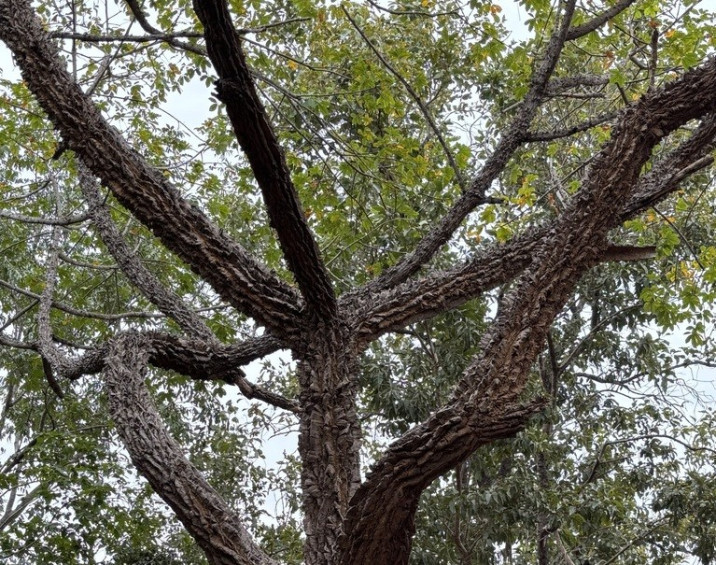 Bombax costatum