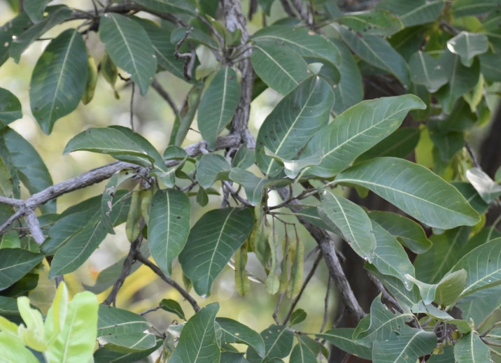 Terminalia schimperiana
