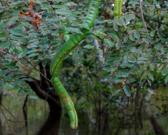 Cassia leiandra