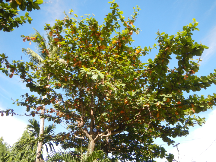 Terminalia catappa