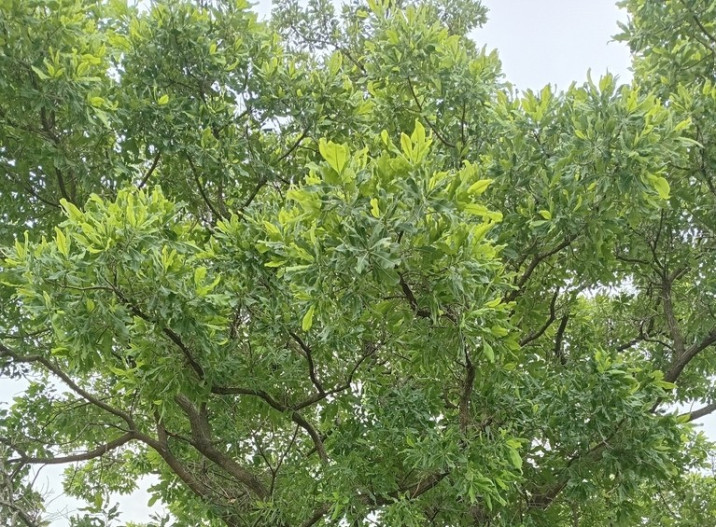 Terminalia macroptera