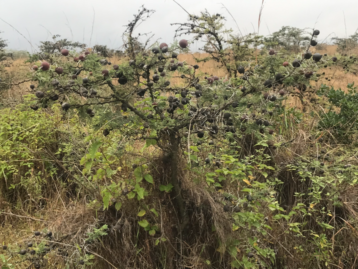 Vachellia drepanolobium