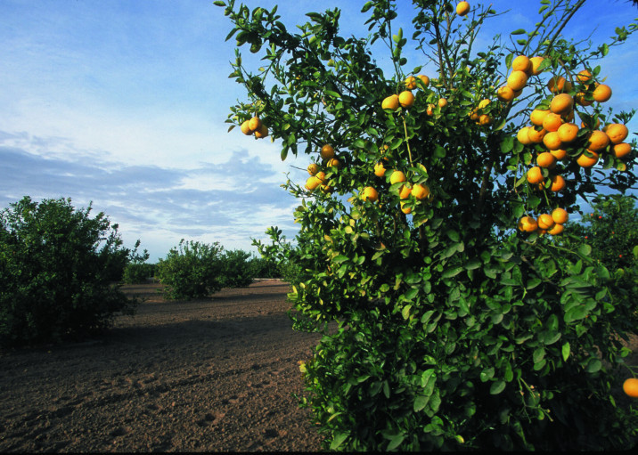 Citrus x paradisi
