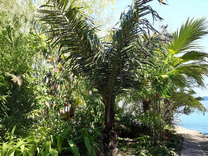 Arenga pinnata