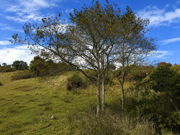 Alnus acuminata