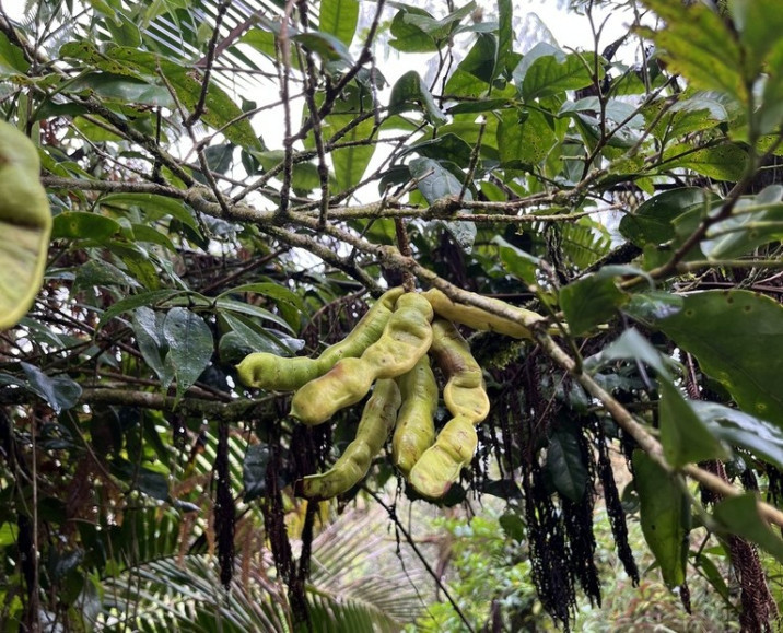 Inga laurina