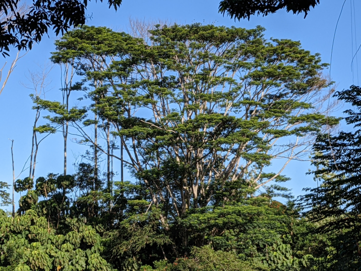 Paraserianthes falcataria