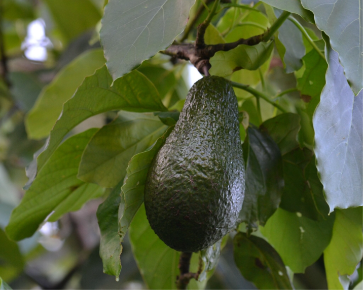 Persea americana