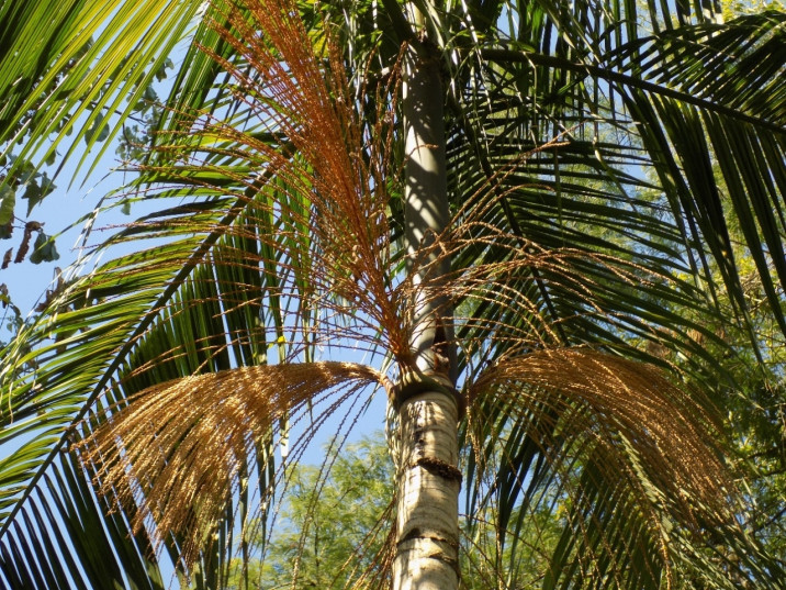 Euterpe edulis