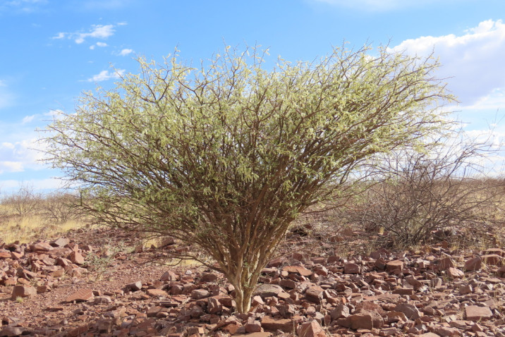 Acacia senegal