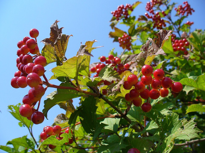 Viburnum opulus