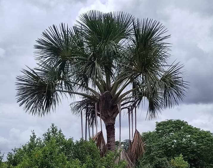 Mauritia flexuosa