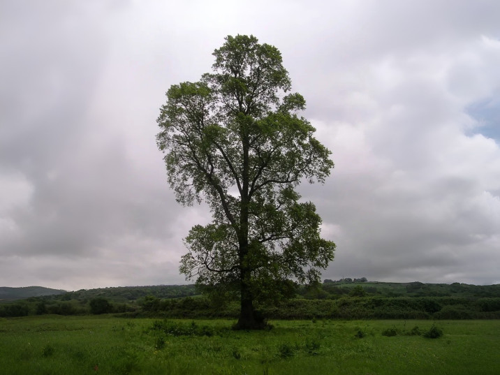 Ulmus minor