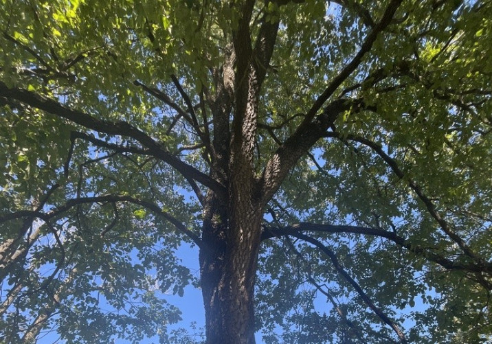 Diospyros virginiana