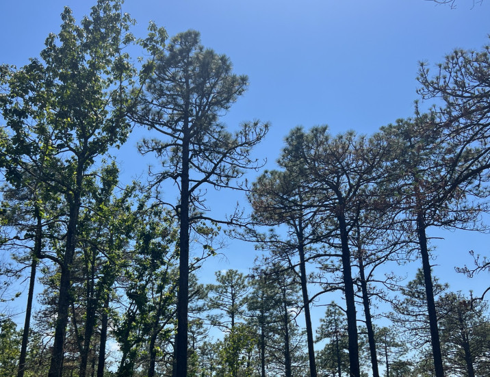 Pinus palustris