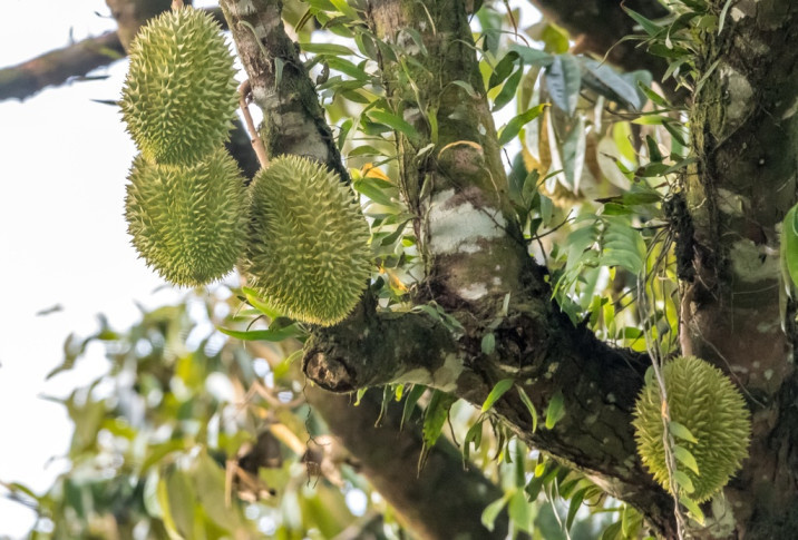 Durio zibethinus