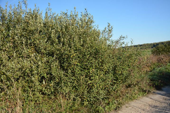 Salix cinerea