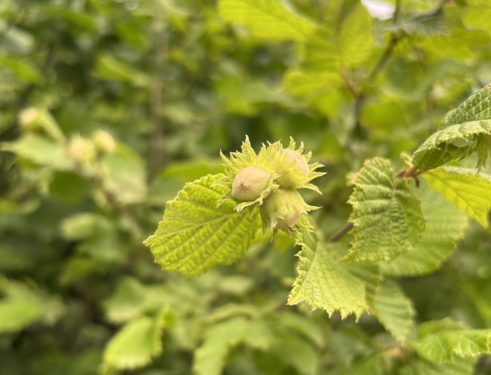 Corylus avellana