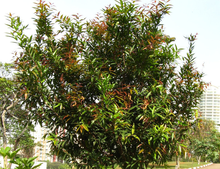 Carapa guianensis