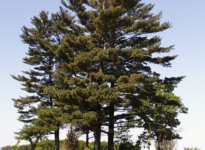 Pinus strobus