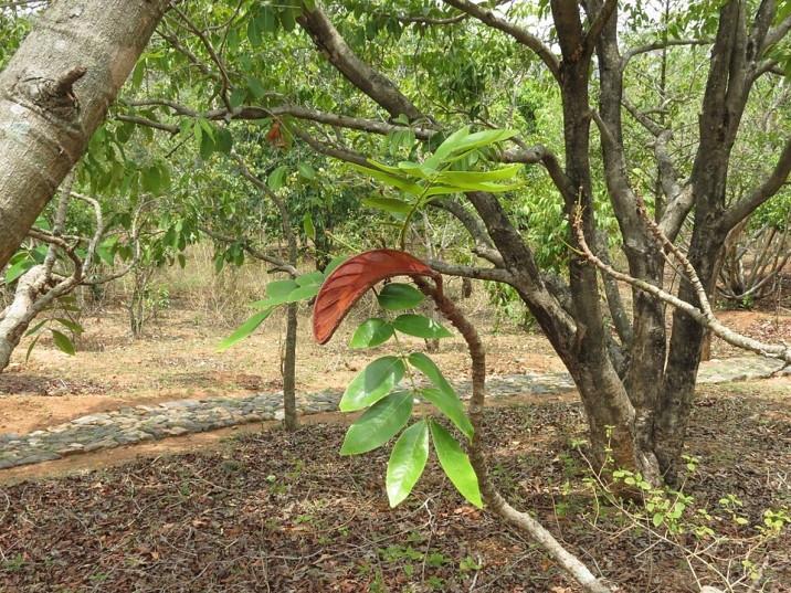 Xylia xylocarpa