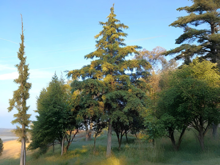Cupressus lusitanica