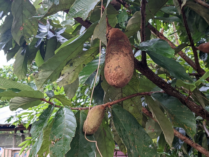 Theobroma grandiflorum