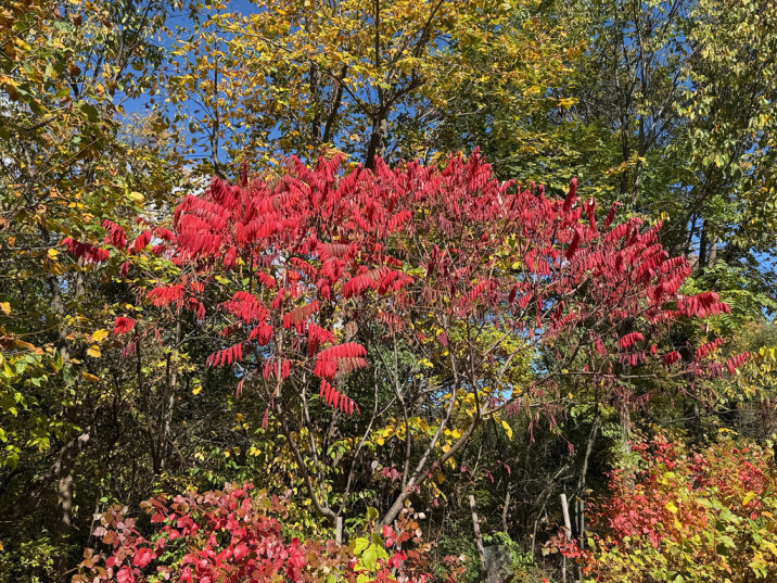 Rhus typhina