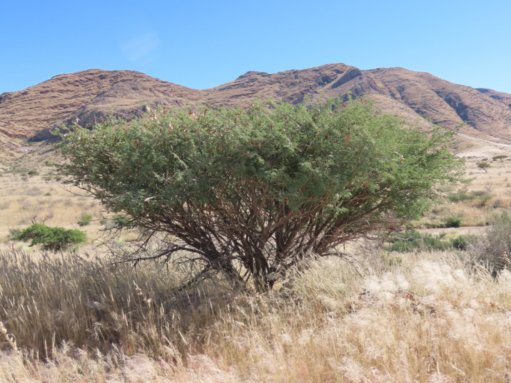 Acacia senegal