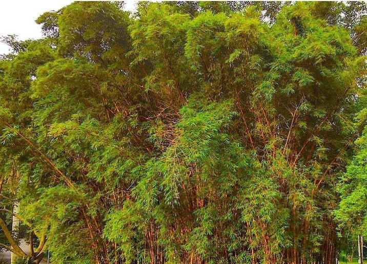 Bambusa bambos