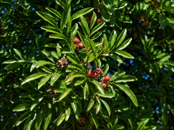 Matayba elaeagnoides